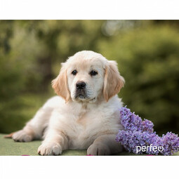 PERFEO PF_E1698 Dog, Рис.12 коврик для компьютерной мыши